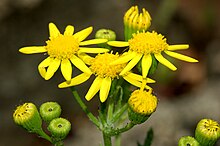 Senecio viscosus fg01.JPG