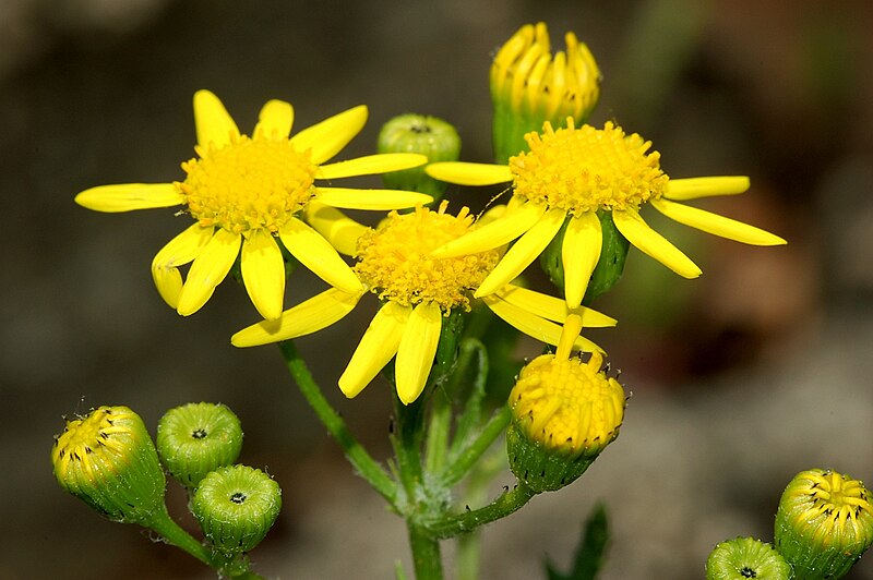 Senecio viscosus fg01.JPG