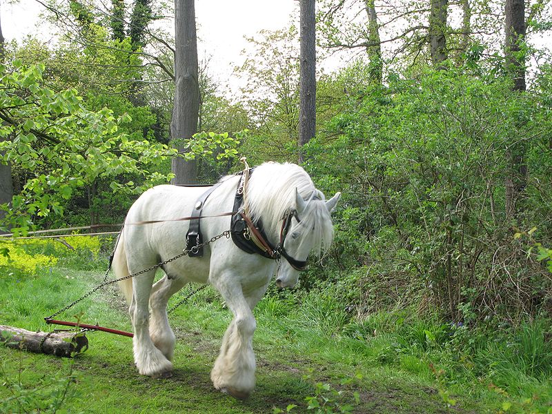Fil:Shire horse.jpg