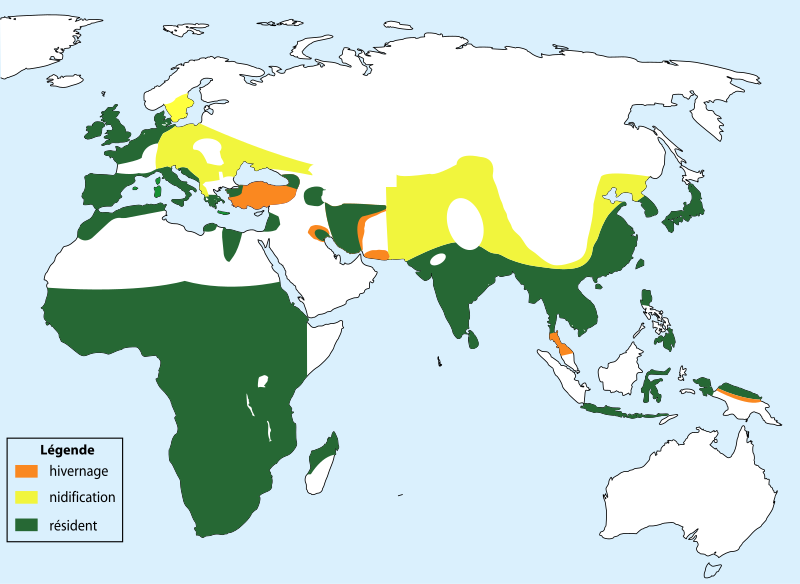 Fil:Tachybaptus ruficollis-map-distribution.svg