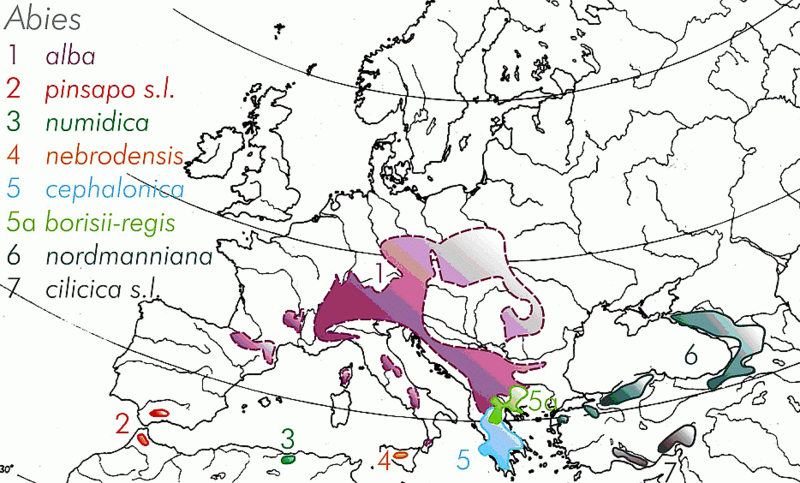 Fil:Abies species Europe.gif