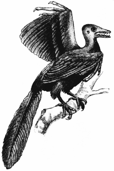 Fil:Archæopteryx, fig 1, Nordisk familjebok.png