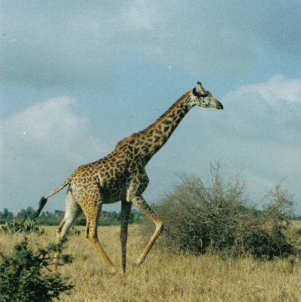 Fil:GiraffeRunning.jpg