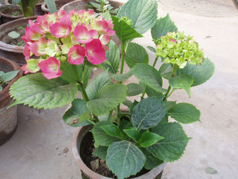 Fil:HydrangeaMacrophyllaVar.jpg