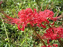 Röd tempellilja (L. radiata)