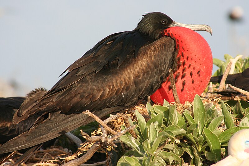 Fil:Male great frigatebird.JPG