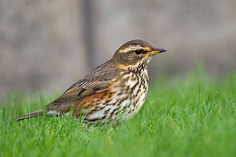 Fil:Redwing Turdus iliacus.jpg