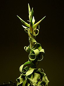 Tillandsia streptophylla 1.jpg