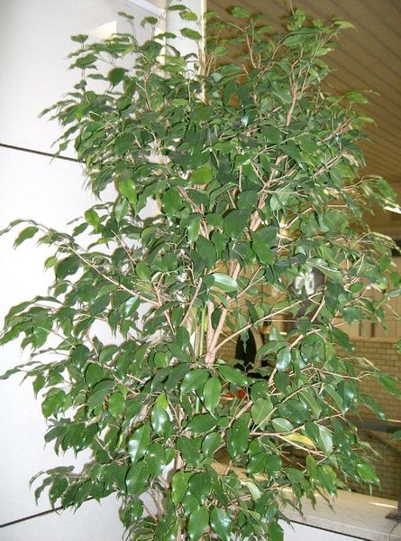 Fil:Ficus benjamina1.jpg