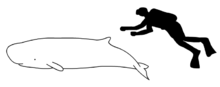 storleksjämförelse mellan pygmékaskelot och människa