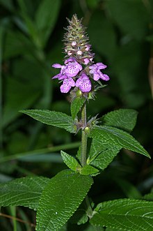 Knölsyska (Stachys vulgaris)