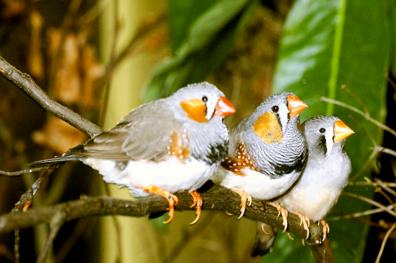 Fil:Zebra finch group.png