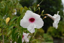 Jasminpandorea (Pandorea jasminoides)