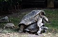 Aldabra mating 3.JPG