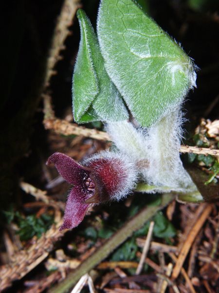 Fil:Asarum europaeum 170406.jpg