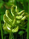 Astragalus glycyphyllos02.jpg