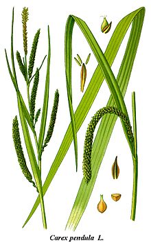 Cleaned-Illustration Carex pendula.jpg