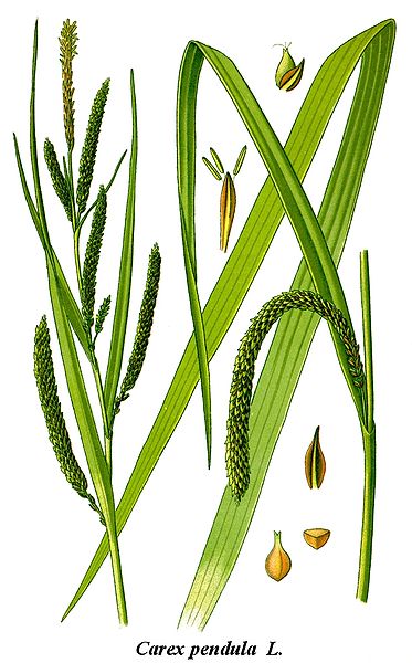 Fil:Cleaned-Illustration Carex pendula.jpg