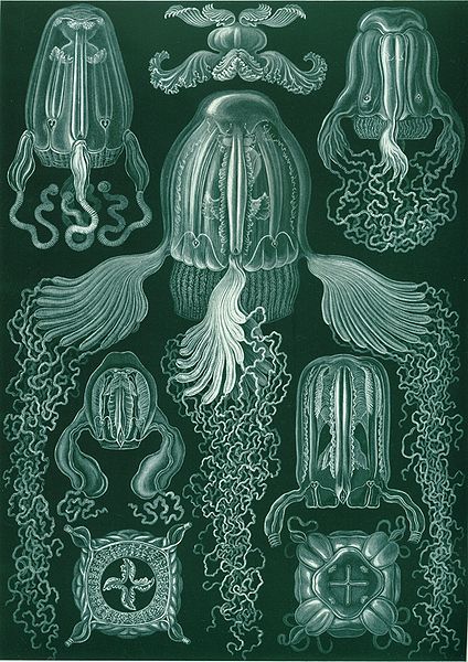 Fil:Haeckel Cubomedusae.jpg