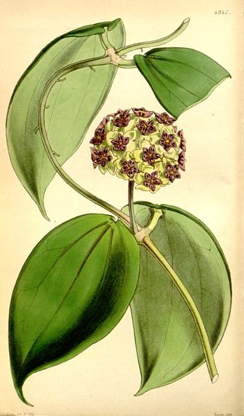 Fil:Hoya cinnamomifolia.jpg