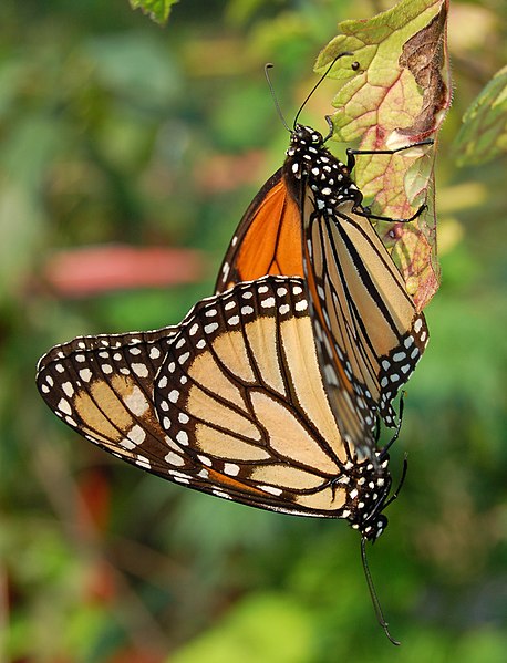 Fil:Monarch Butterfly Danaus plexippus Mating Vertical 1800px.jpg
