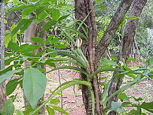 Blomställning hos pilspetsranka (S. podophyllum)