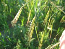 Bromus sterilis detail.jpeg