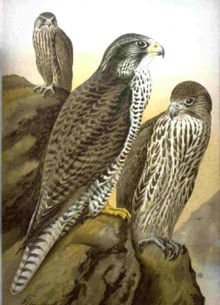 Falco rusticolus NAUMANN 2.jpg