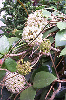 Hoya parasitica2679092943.jpg