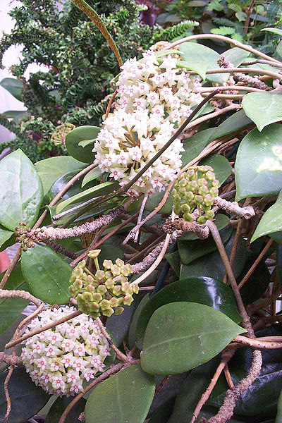Fil:Hoya parasitica2679092943.jpg