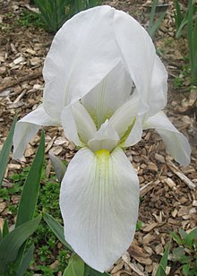 Iris albicans.jpg