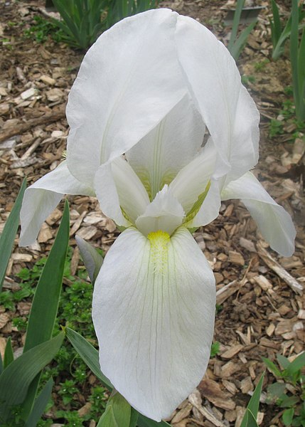 Fil:Iris albicans.jpg