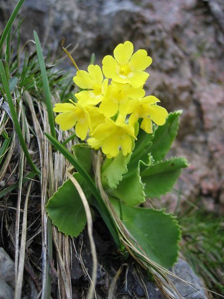 PrimulaAuricula.jpg