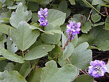 Kudzuböna (P. montana)