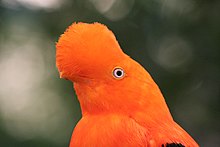 Andean Cock-of-the-Rock, Rupicola peruviana