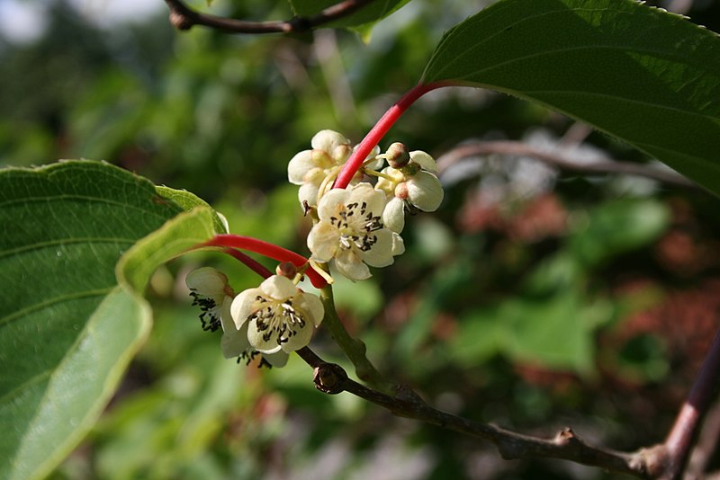 Fil:Actinidia-arguta-flowers.jpg