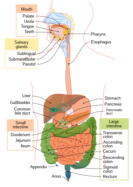 Fil:Digestive system diagram en.svg