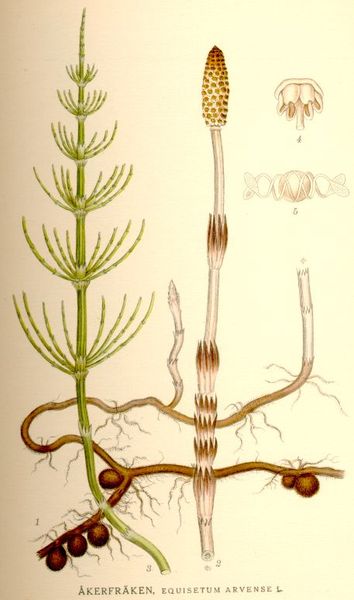 Fil:Equisetum arvense nf.jpg