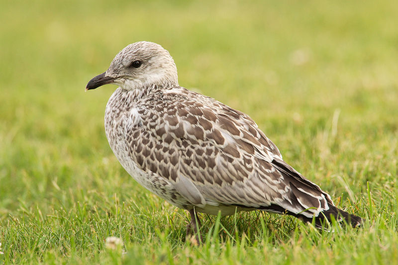 Fil:Larus-delawarensis-017.jpg