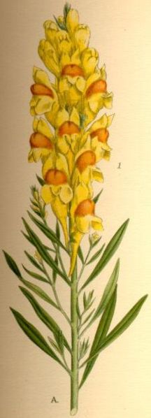 Fil:Linaria vulgaris gulsporre1.jpg