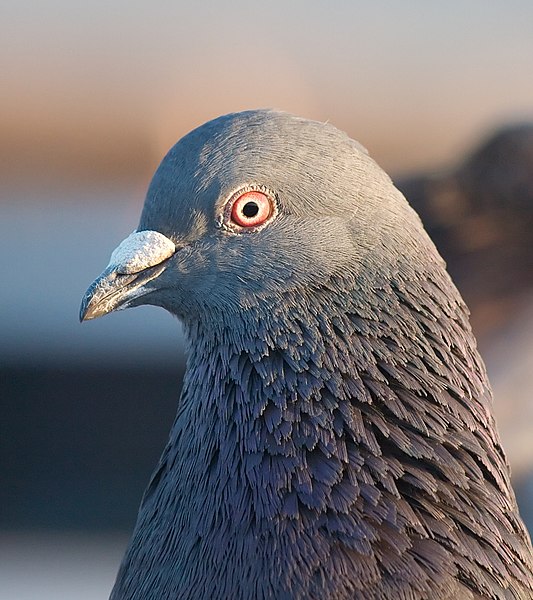 Fil:Pigeon portrait 4861.jpg