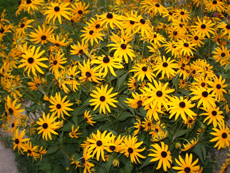 Fil:Rudbeckia.jpg