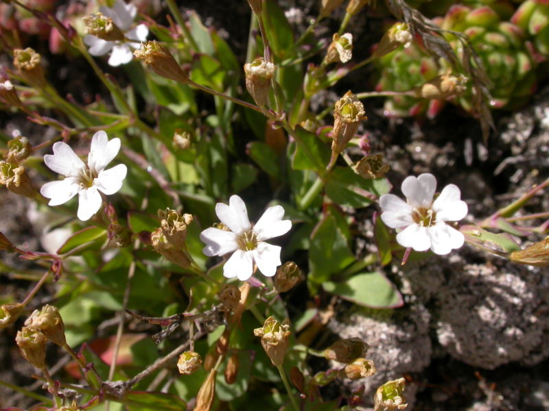 Fil:Silene rupestris2.JPG