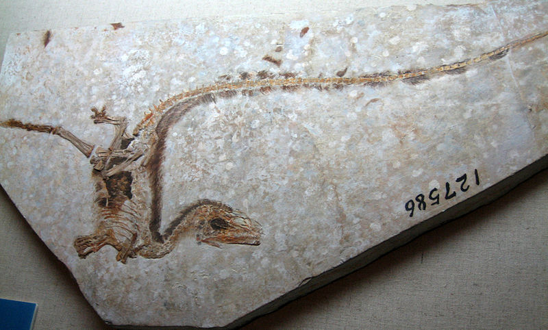 Fil:Sinosauropteryxfossil.jpg