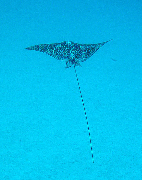 Fil:Spotted eagle ray.jpg
