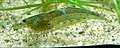 Yamatonuma-Garnele Caridina japonica 060311 1.jpg