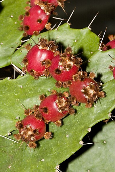 Fil:Brasiliopuntia.brasiliensis.7073.jpg