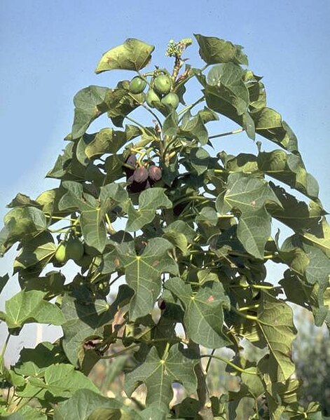 Fil:Jatropha curcas1 henning.jpg