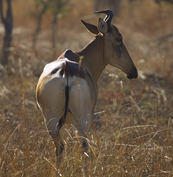 Fil:Lichtenstein's Hartebeest.jpg