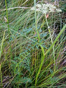 Peucedanum palustre2.jpg